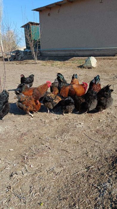 Kuchenskoye yubileynoye