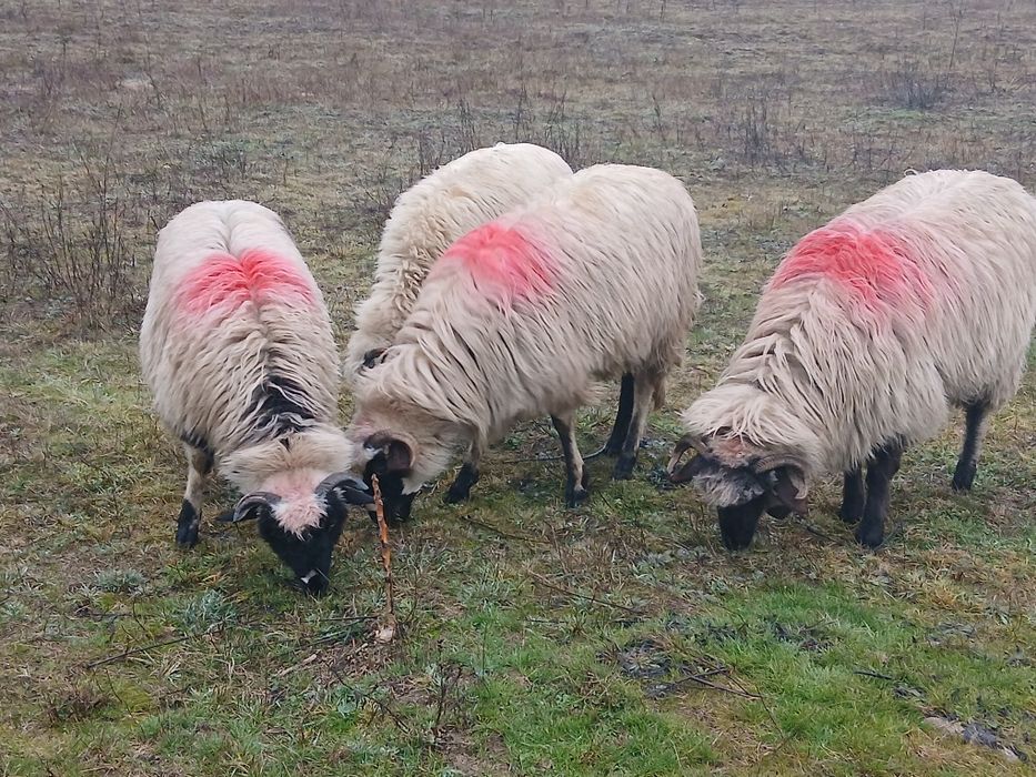 vând  patru noatine breze!!