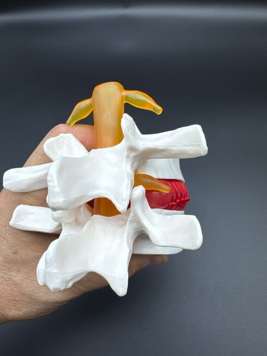 .Anotomik mulyaj maket modeli. Анотомические муляжи модели макеты