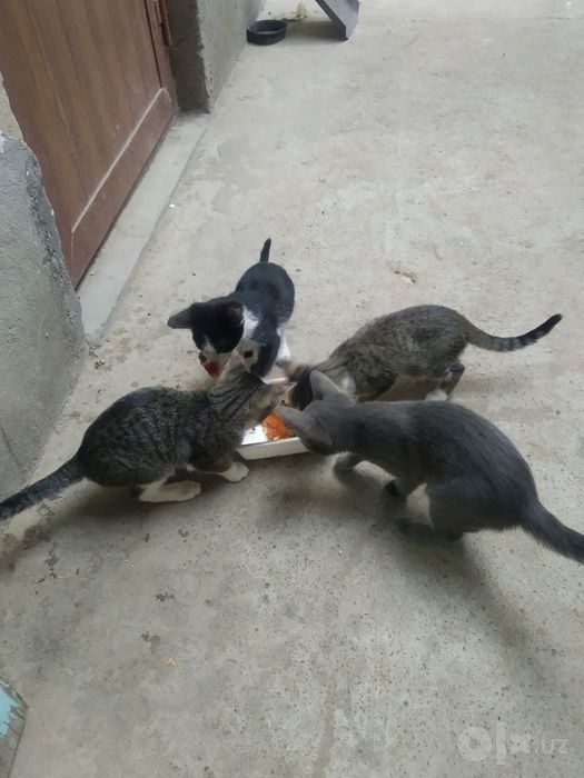 Mushuklar bor bepul 4ta