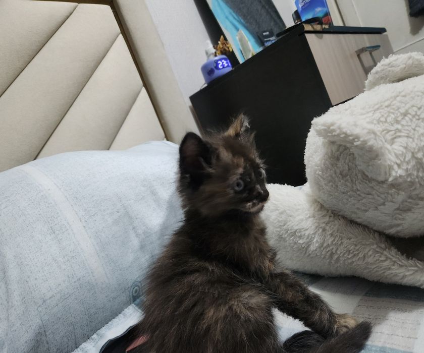 Отдам котёнка бесплатно