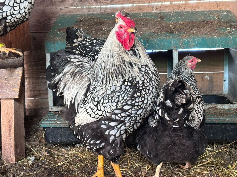 Wyandotte argintiu 4+1