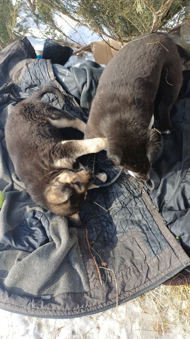 Отдам щенят в добрые руки