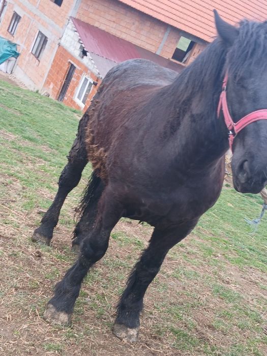 De vânzare manza Negra