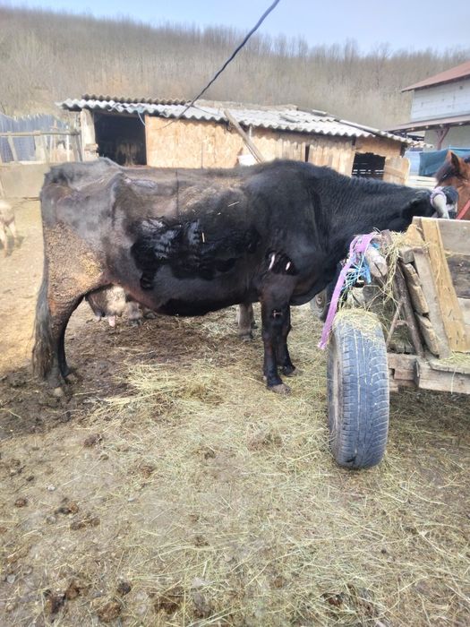 Vand Vaca gestanta in 8  luni sau schimb cu vaca de abator