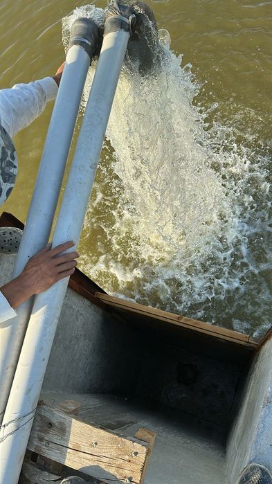 Малёк  карпа сиголетка