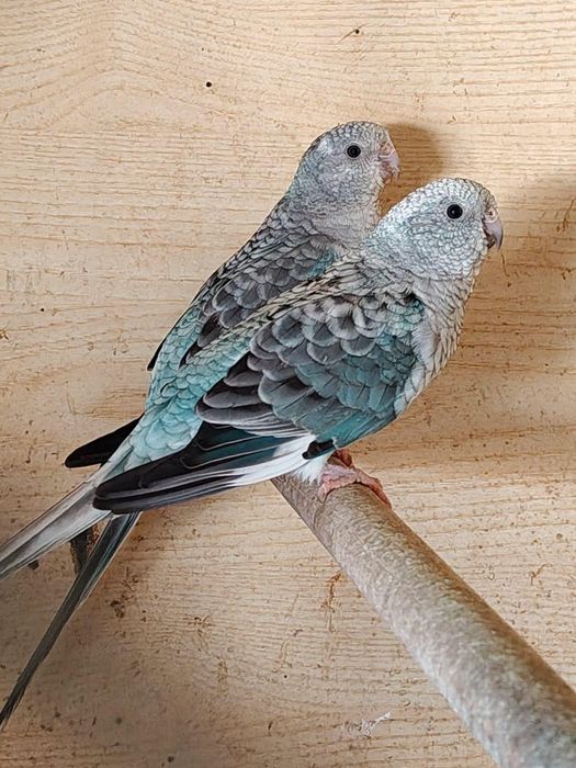 Продавам папагали