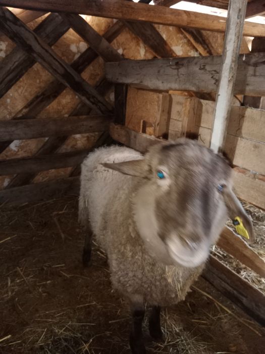 Қой сатылады срочно