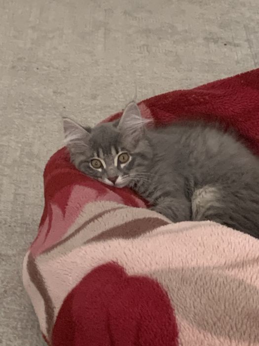 Отдам котенка в хорошее руки
