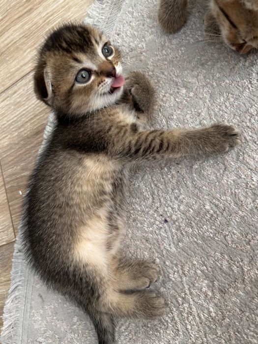 Котенок шотладский вислоухий