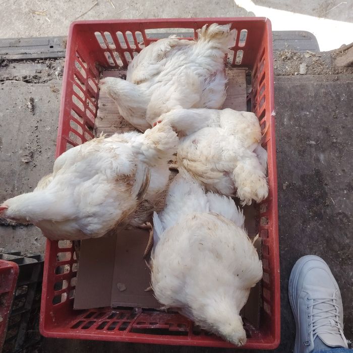 Pui alb de carne și rasa mixta