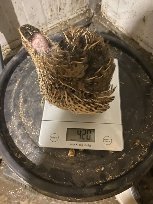 Disponibil oua proaspete de prepelite pentru consum si incubat