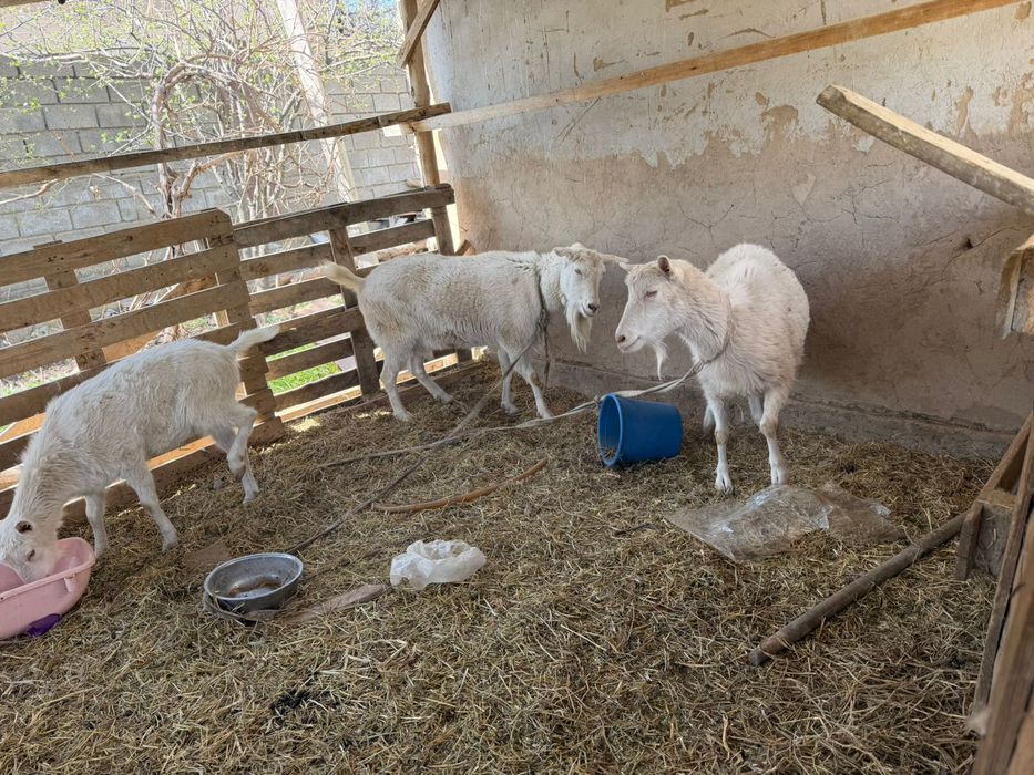 4 еу туған Ешкі  сатылады