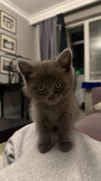 Шотладнский котенок