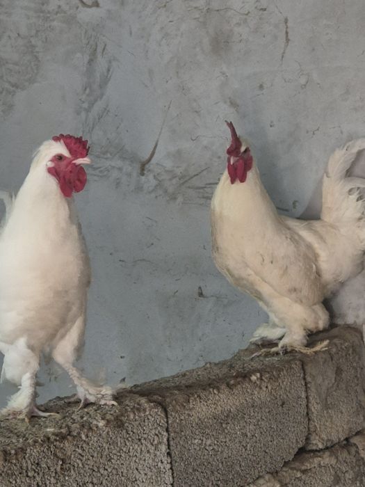 Продаётся петухи