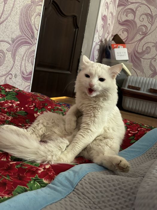 Мысық кошка бесплатно