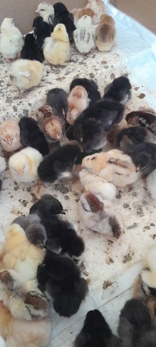 Цыплята суточные