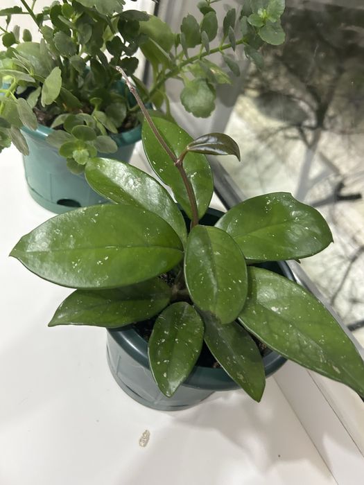 Продам комнатные растения