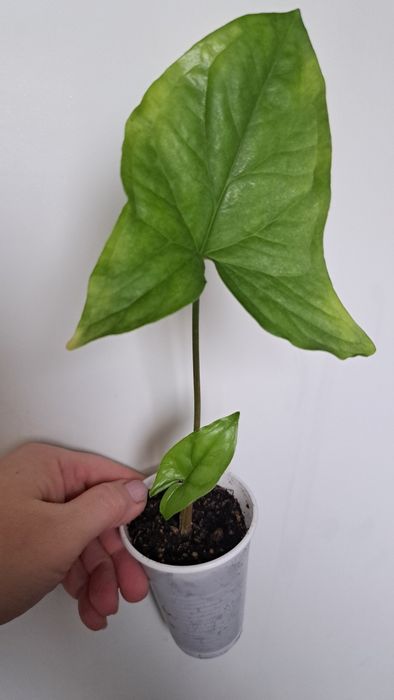 Продам сингониум