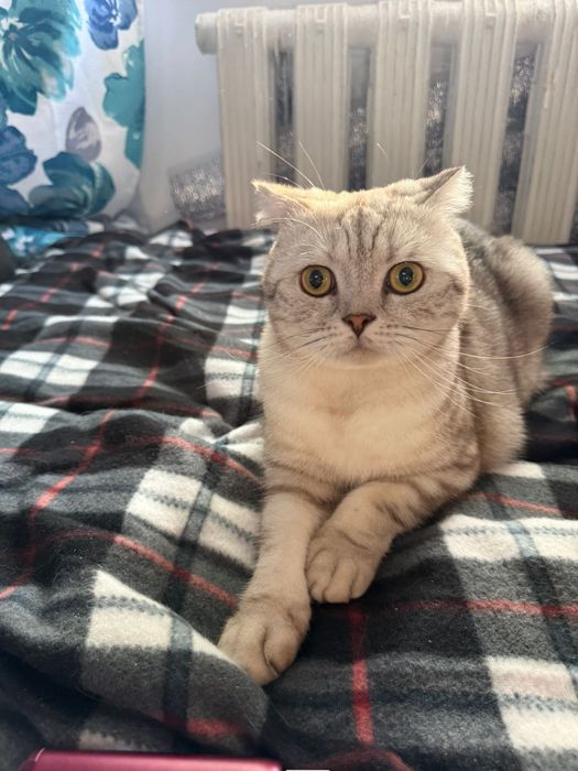 отдам кота в добрые руки,  бесплатно