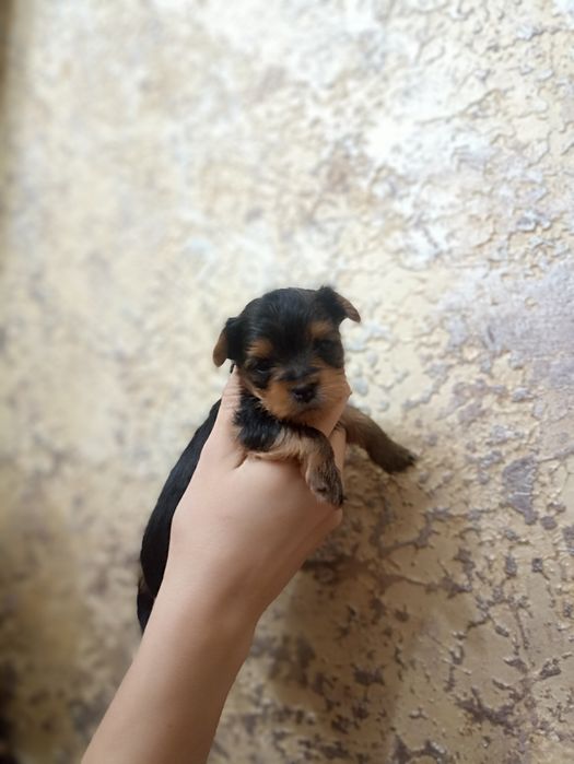 Продам йоркширский терьер