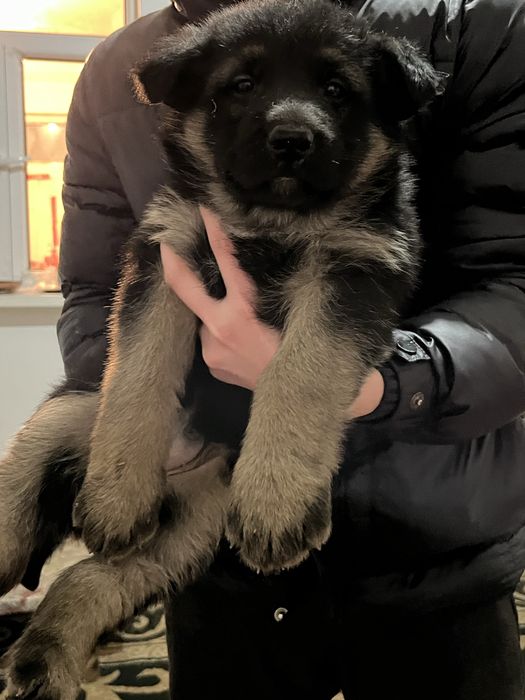 Восточно европейская овчарка сатылады