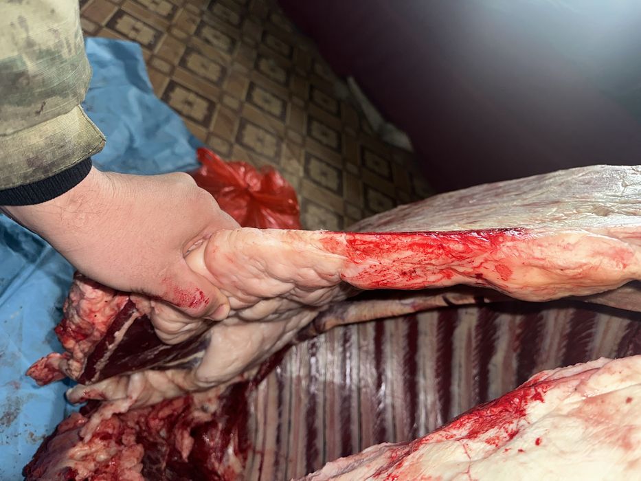 Жылқы сатылады семіз