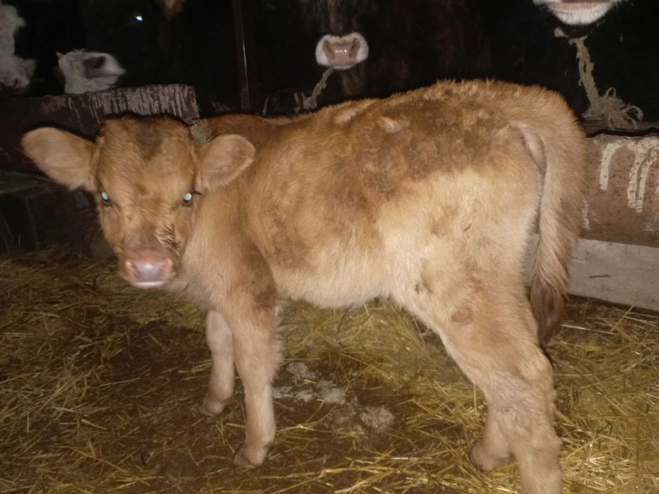 Телочка бызау сатам