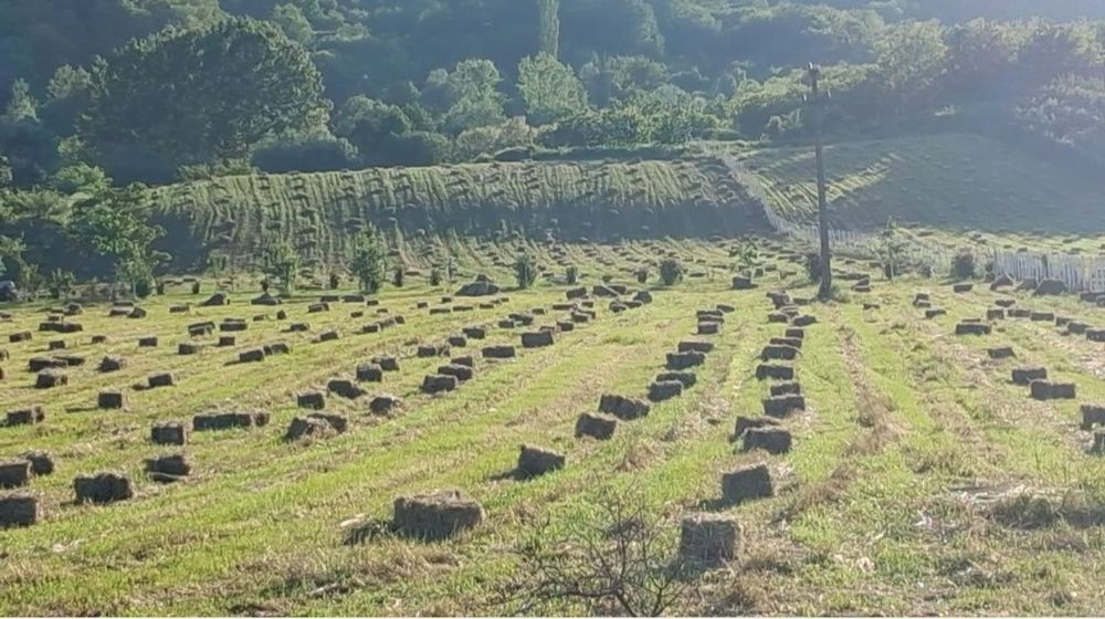 Baloti cu lucernă