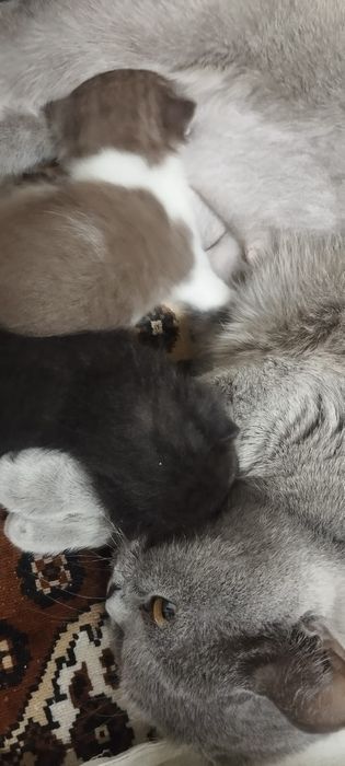 Продам британских котят
