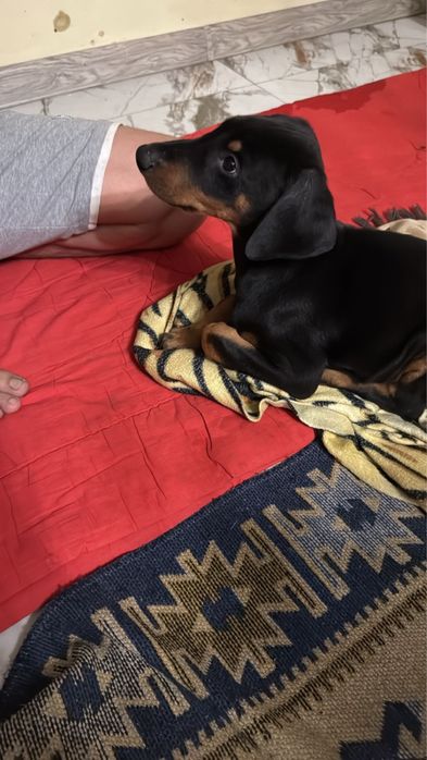 Щенок Добермана,4-5 месяца