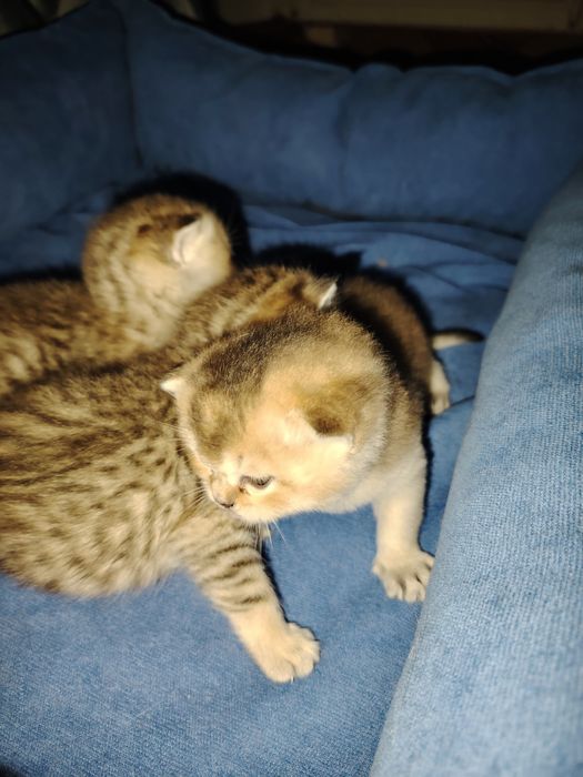 Mushuk sоtilvoti britan shinshilla toza ota va ona ham shinshila