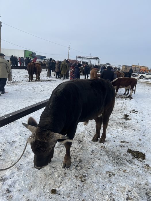 Бычок сатылады 2жасар