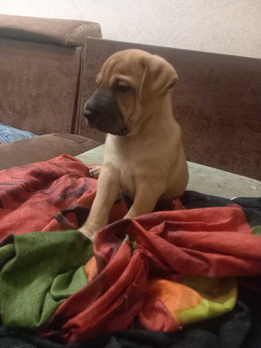 Продается такой шикарный малыш