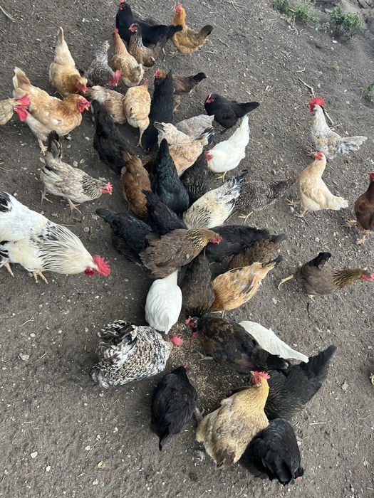 Куры и цыплята домашние