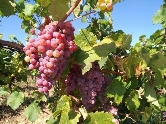 продавам грозде сорт червен мискет