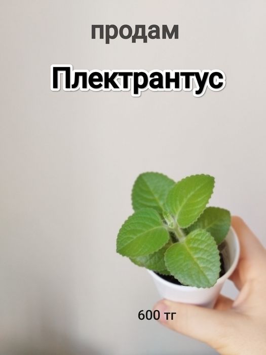 Плектрантус (комнатная мята)