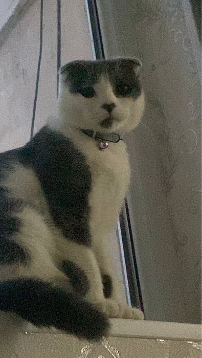 Сотилмийди! Кот на вязку