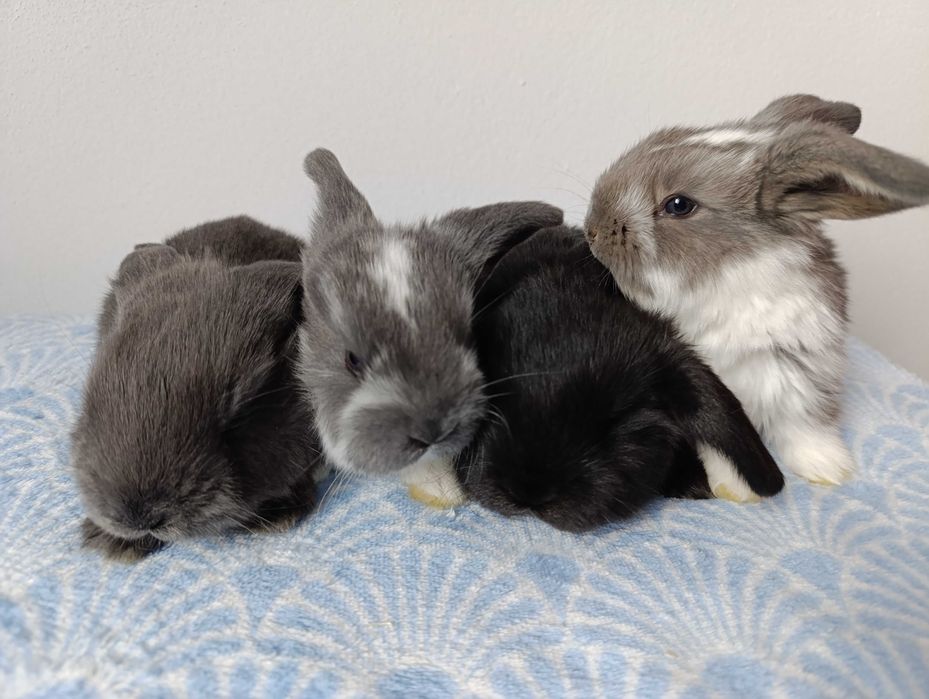 Iepurași mici | Iepuri | rasa Berbec German