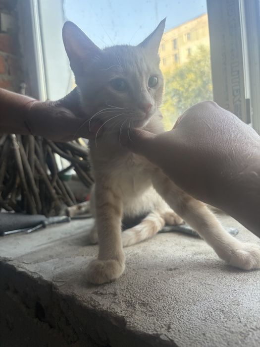 Котята бесплатно, корм в подарок!
