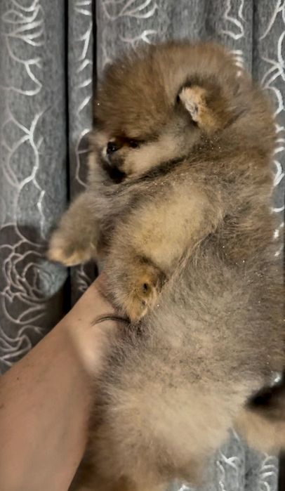 Шпиц померанский