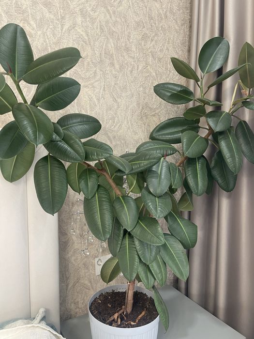 Комнатное дерево