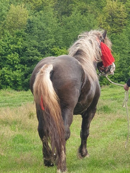 Vând armăsar de 4 ani