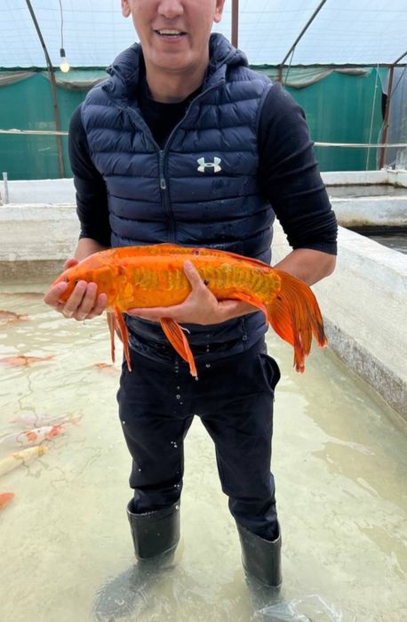 Кои рыба для пруда