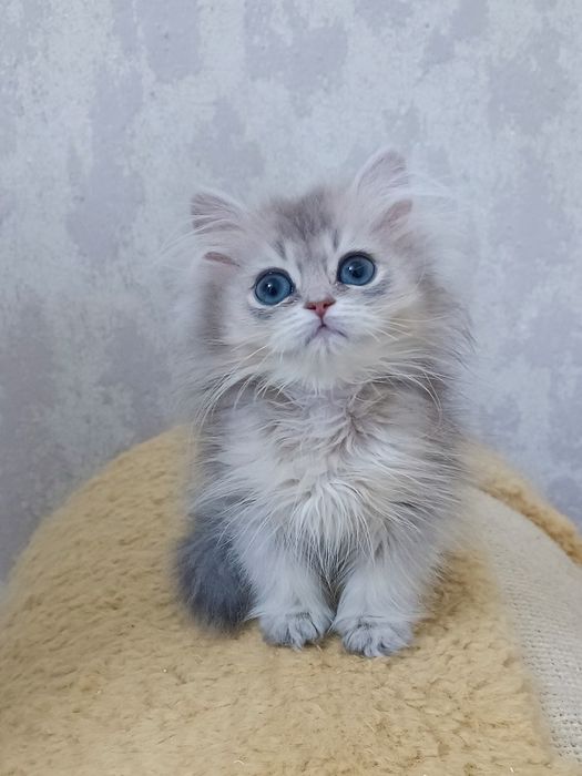 Британская девочка Голубое Золото