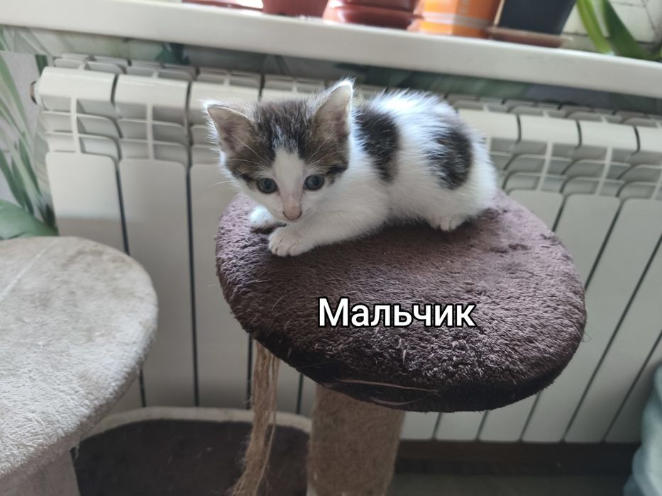 Отдам котят в добрые руки