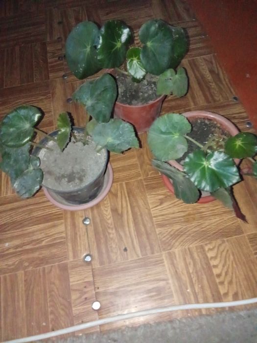 Продается Сансеверия и Бегония.