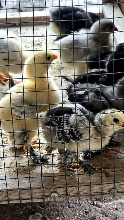 Продаются цыплята брама 15 шт из под клушки . Привитые и