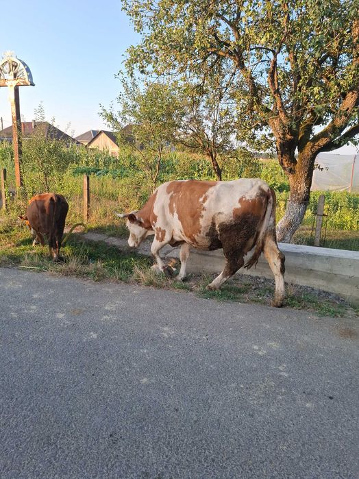 Vaca baltata romaneasca