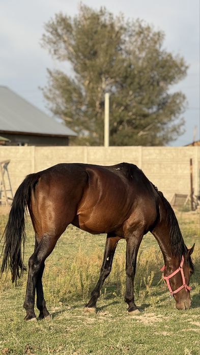 Дөнен 3,5жасар аяқ қолы сау !!!